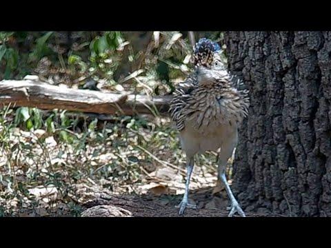 Roadrunner at the water bowl: Possessed by an alien? #Video