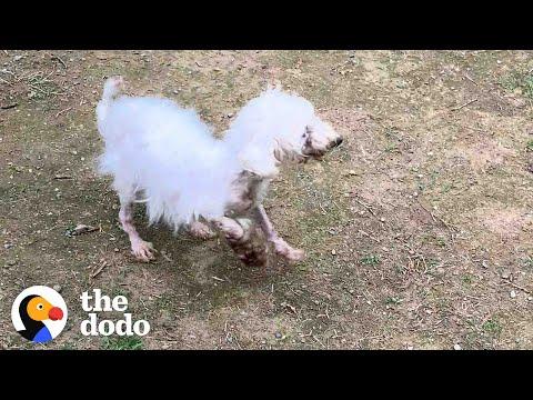 Neglected Dog Transforms Into The Happiest Girl #video