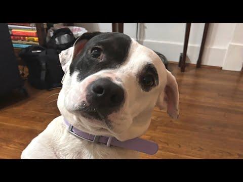 Street dog's heartwarming reaction to getting adopted #Video