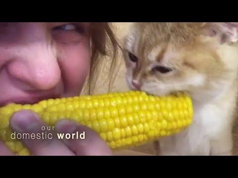 Animal Eating Habits | Our Domestic World