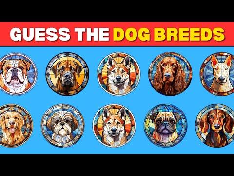 Can You Identify THESE Adorable Dog Breeds? - Volume One!