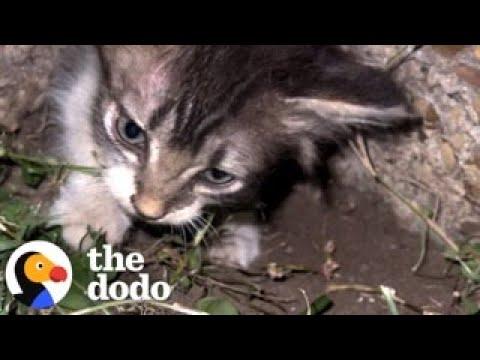 Guy Hears A Tiny Meow Coming From The Sidewalk... #Video
