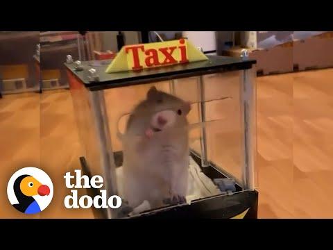 Rats Learn To Drive Tiny Cars #Video