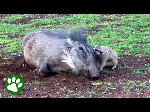 These two orphans found comfort in each other #Video