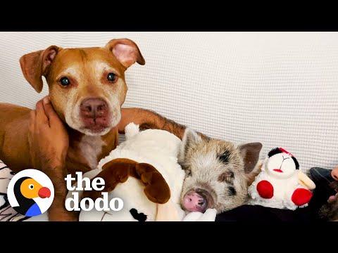 Anxious Rescue Dog Finds Comfort In A Tiny Sick Piglet #Video