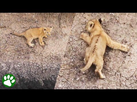 Baby lion in trouble rescued by its mother #Video