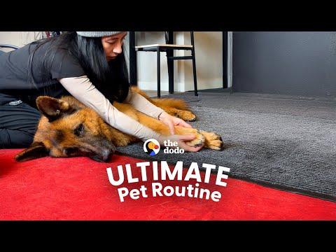 10-Year-Old German Shepherd Loves His Massages #Video