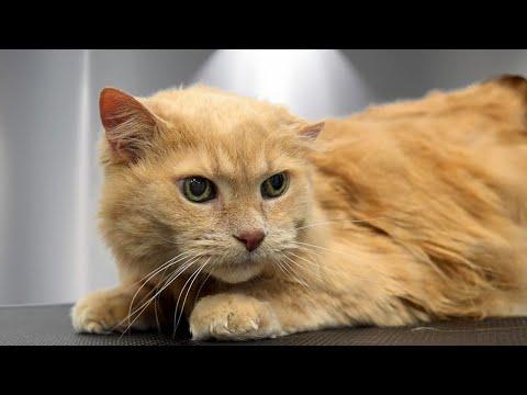 This Cat Survived the Streets...But Will he Survive Grooming? #Video