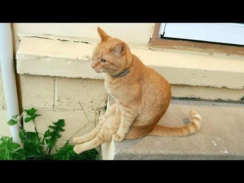 Laugh all day with these Funny Cats 2024! #Video