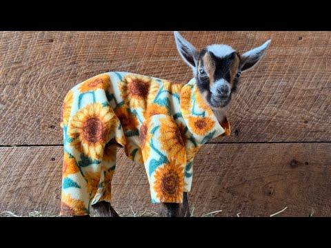 Greatest of All Time Baby Goat Party! #Video