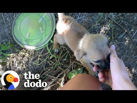 Mama Dog And Litter Of Puppies Found Alone In The Jungle #Video