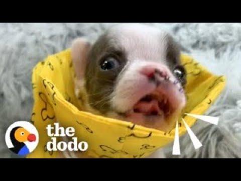 Teeny Puppy Demands To Be Let Out Of His Incubator #Video