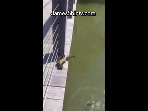 Ducklings Base Jumping Following Mother