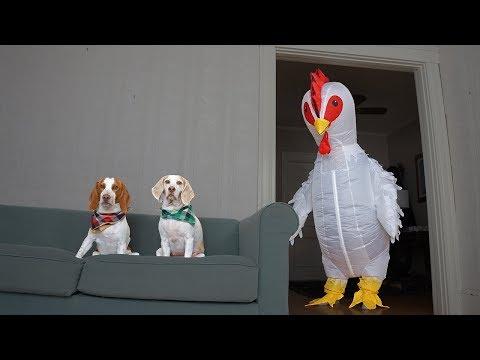 Dog vs Giant Chicken Prank: Funny Dogs Maymo, Potpie & Penny