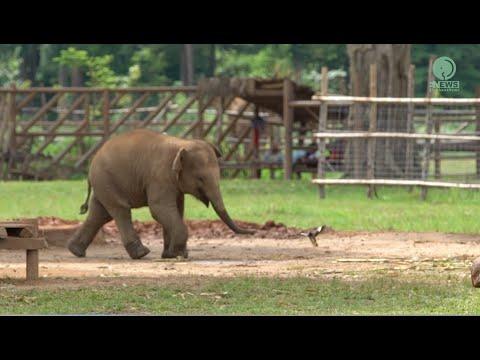 Cute Baby Elephant Chaba And Her New Friend - ElephantNews #Video
