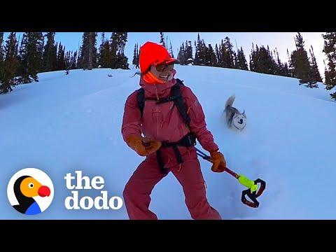 Woman And Her Husky Loving Skiing Together #Video