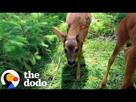 Guy Raises Two Baby Deer Until They're Ready To Be Freed Together #Video