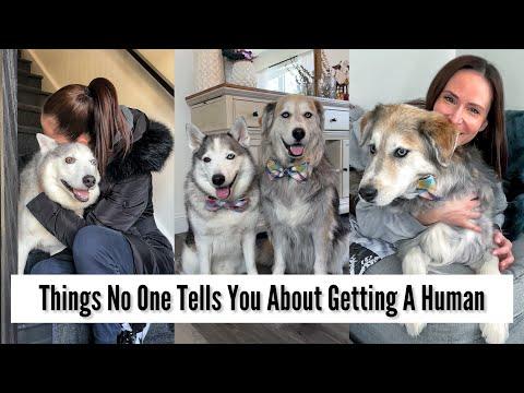 Dogs POV: Things No One Tells You About Getting A Human