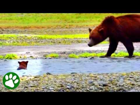 Baby Bear Swept Away From Mom #Video