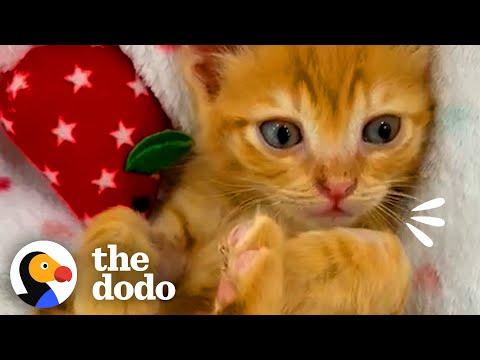 Kitten Cries So Someone Will Rescue Him #Video