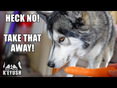 Husky REFUSES Carrot Then EATS it In SECRET! Video