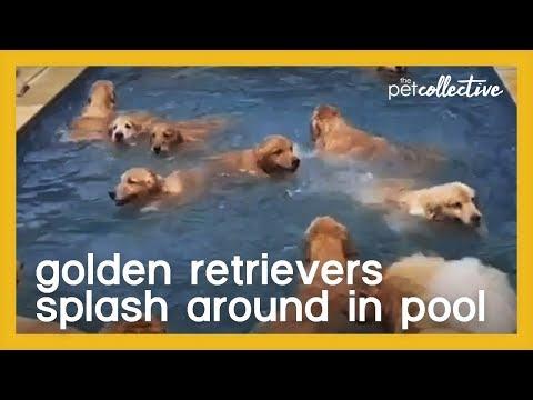 Bunch of Adorable Golden Retrievers Splash Around in Pool