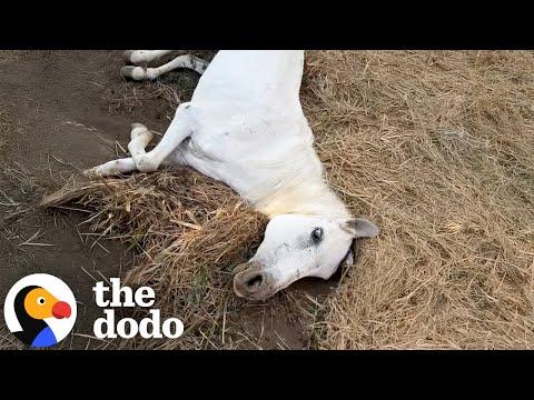 Old Horse Left In A Field To Die Gets To Live Out Her Golden Years Now