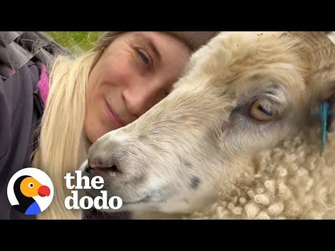 Abandoned Lamb Runs To Human Mom #Video