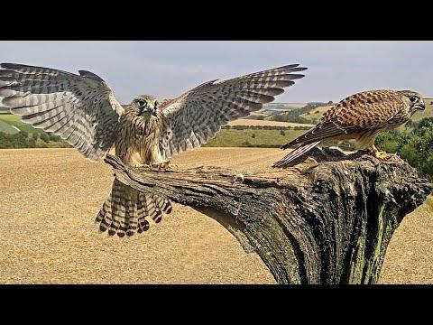 Rescued Kestrels Retain Close Bond | Rescued & Returned to the Wild | Robert E Fuller #Video