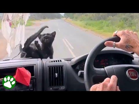 Adopted kitten travels the world #Video