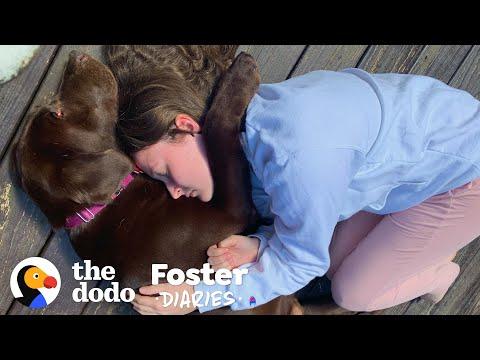 Dog Rescued From Puppy Mill Learns What It Is To Be Loved | The Dodo Foster Diaries