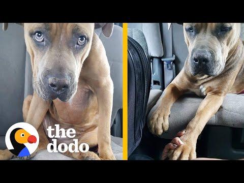 Pittie Keeps The Toy From The Day She Was Rescued  #Video