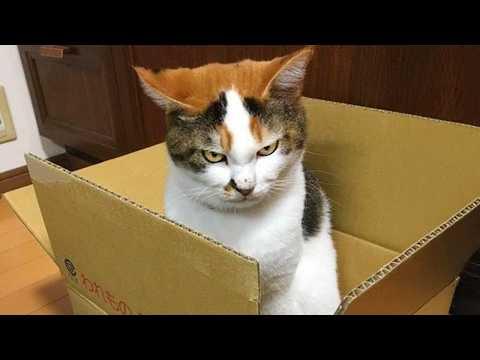 Super Funny Cat Video Clips #Video