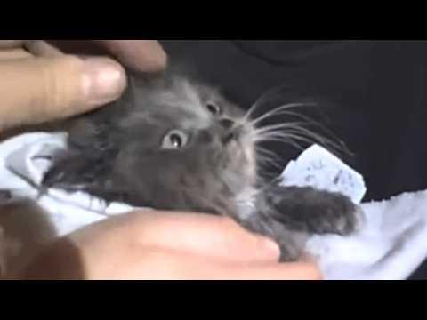Man does sweetest thing for stray kitten