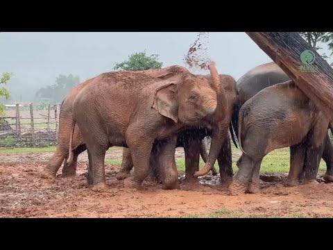 Elephant bonds are unbreakable! - Elephantnews #Video