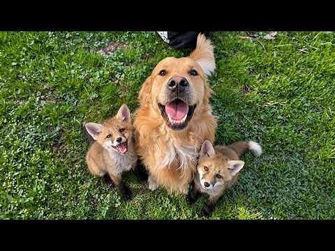 When Dogs Proudly Introduce Their New Friends to You #Video
