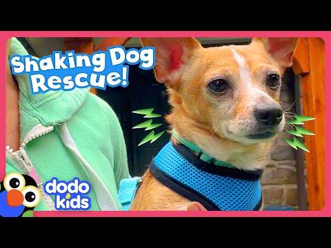 Family's 50th Foster Dog Is Their Trickiest Rescue Yet! | Dodo Kids