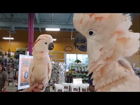 Cockatoos meet each other in pet store video, hilarity ensues