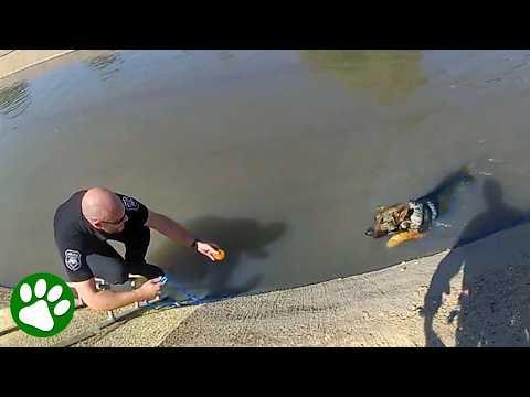 Police Use Pumpkin Muffin to Save German Shepherd #Video