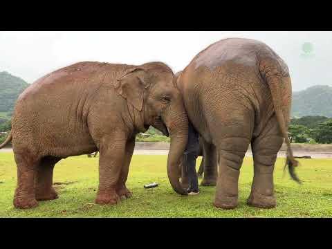Gently Drawn to Song: Elephants Edge Closer to Hear Lek Sing - ElephantNews #Video