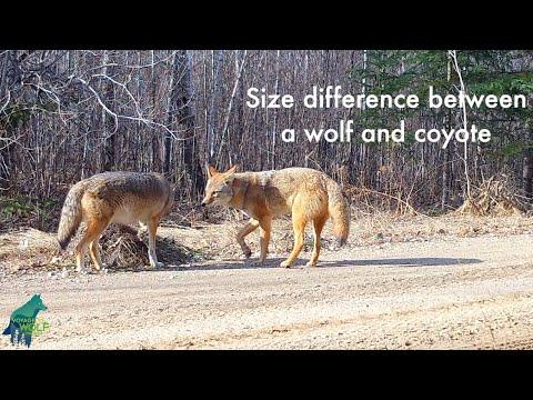 Size comparison between coyotes and wolf #Video