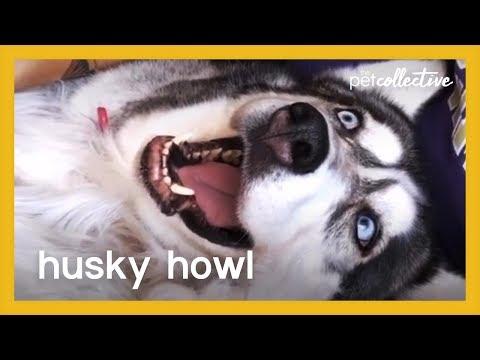 Husky Howl Video | The Pet Collective