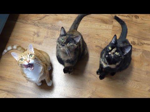 10 Things Cats Love - Cole and Marmalade #Video