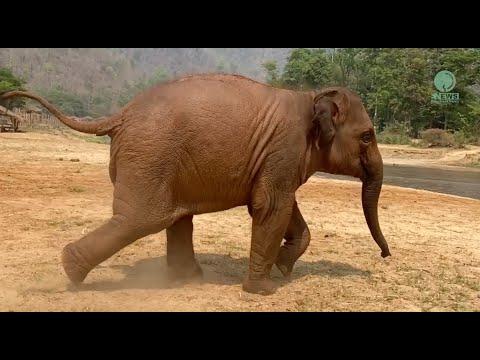 Social Butterfly Baby LekLek! - ElephantNews #Video