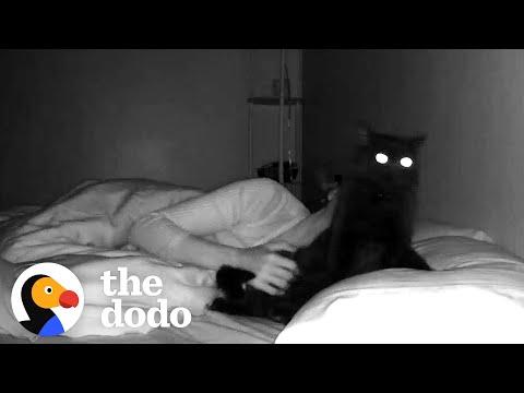This Cat Plops On His Mom's Pillow Every Night #Video