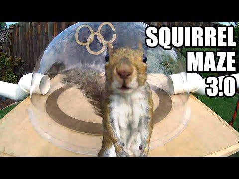 Backyard Squirrelympics 3.0- The Summer Games #Video