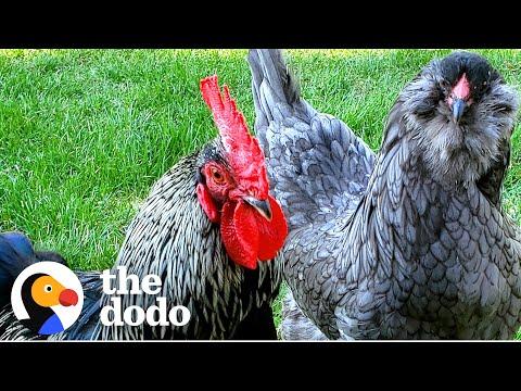 Rooster Dashes Out Every Morning To See His Wife #Video