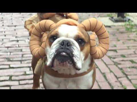 These Halloween Pet Costumes Are Simply The Best! #Video