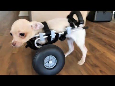 Tiny Puppy With Her First Cart Video