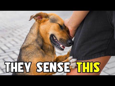 Why Random Dogs Instantly Like You (It’s Not a Coincidence) #Video